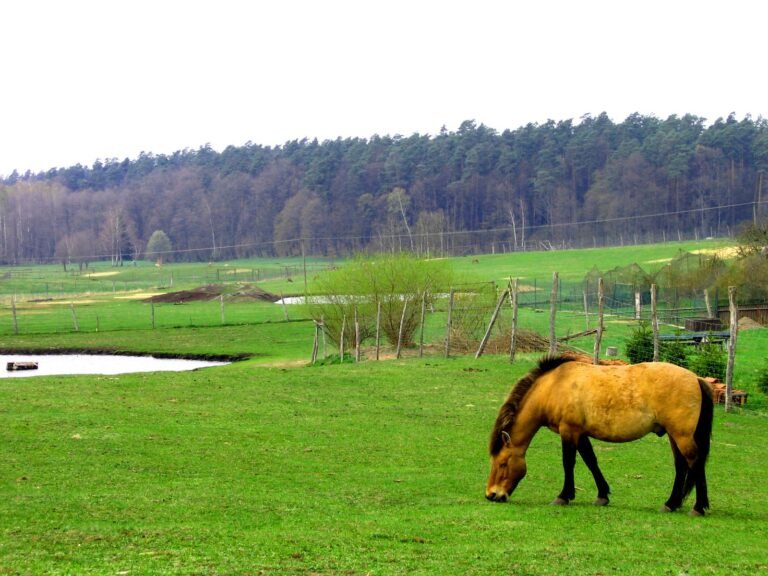 caballo pequeno pastando en pradera verde