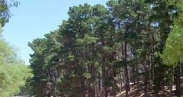 Dónde está el camping Bosque Encantado en Pehuén Co y qué ofrece 6 paisaje natural camping bosque encantado pehuen co