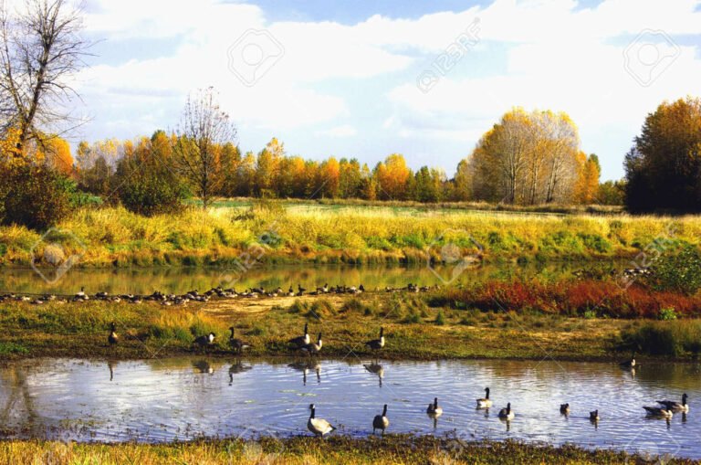 paisaje natural de humedal con aves